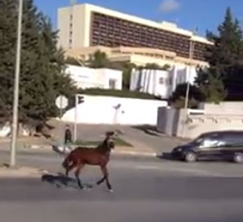 Vidéo du jour - Un cheval aux Affaires étrangères