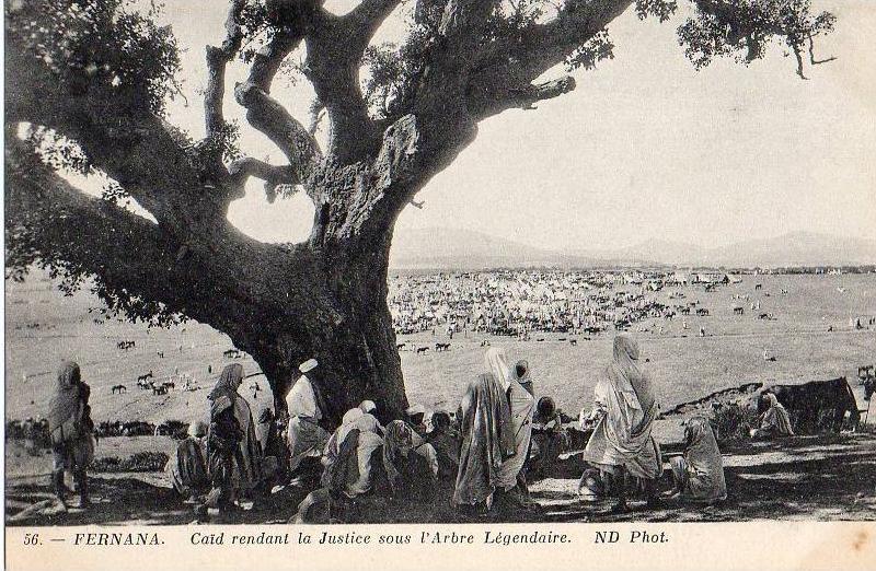 56 - Fernana - Caïd rendant la Justice sous l´Arbre Légendaire ( Tunisie )