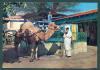 d5500 Tunisia postcard camel la marsa cafe du saf-saf, Edicion H Ismail