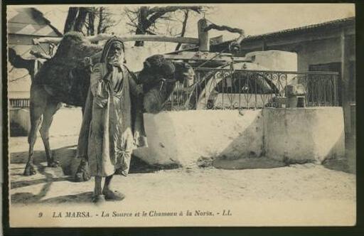 TUNISIE LA MARSA / La source et le chameau à la Noria /