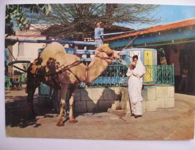 Chameau au café SAF SAF Tunisie 1967 La Marsa