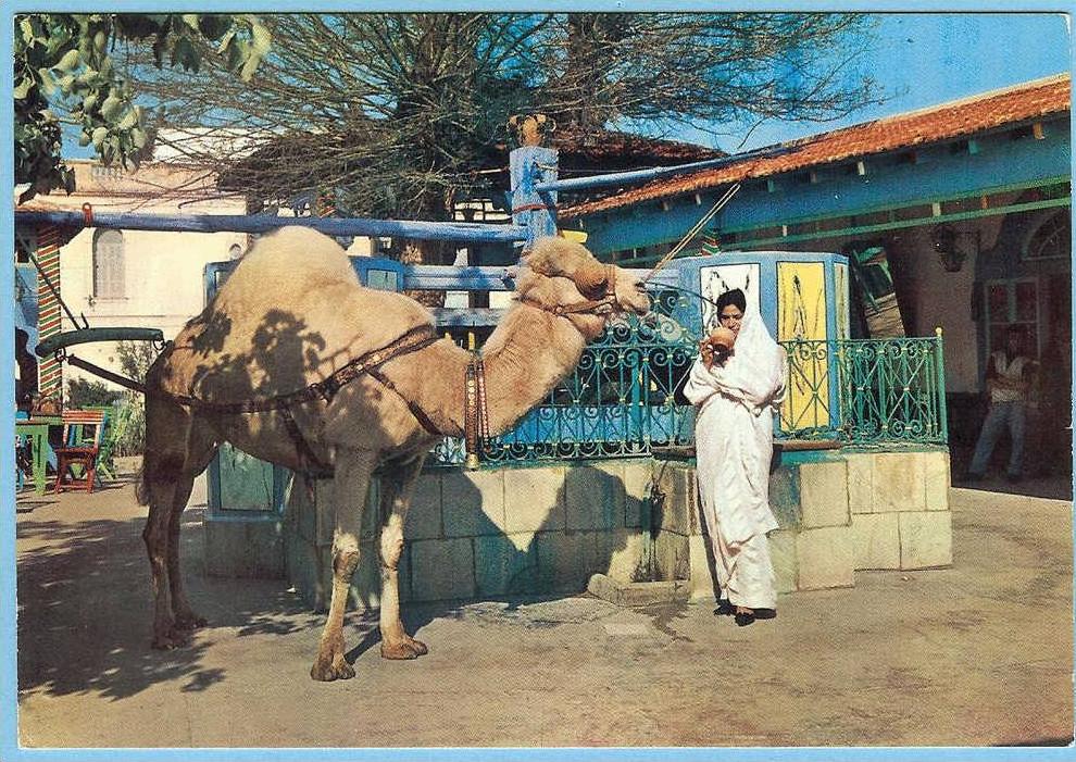 CARTE POSTALE LA MARSA CAFE DU SAF-SAF